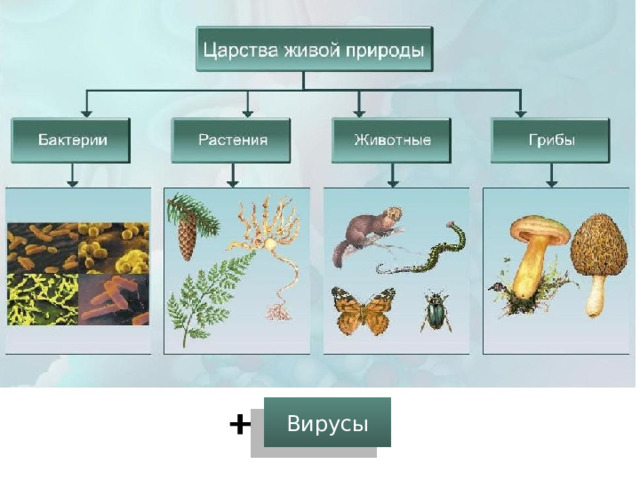 Вирусы 