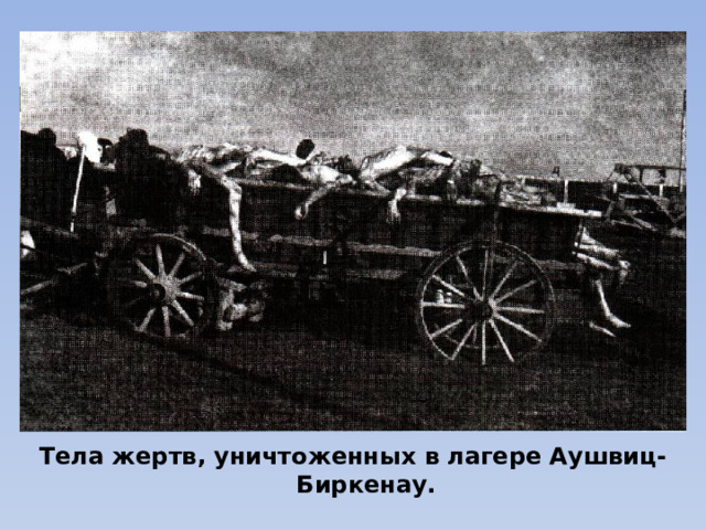  Тела жертв, уничтоженных в лагере Аушвиц-Биркенау. 