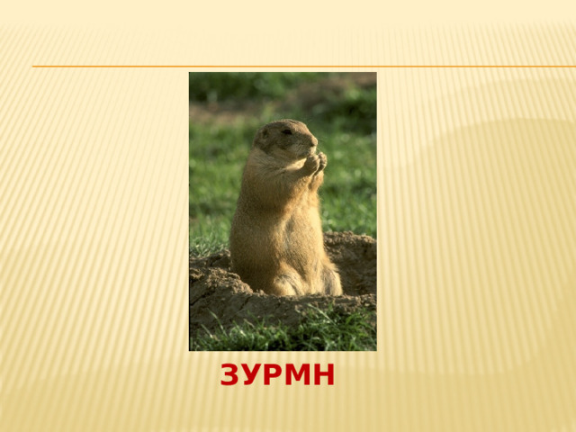 ЗУРМН 