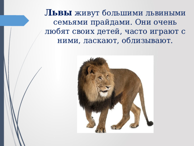 Львы живут большими львиными семьями прайдами. Они очень любят своих детей, часто играют с ними, ласкают, облизывают. 