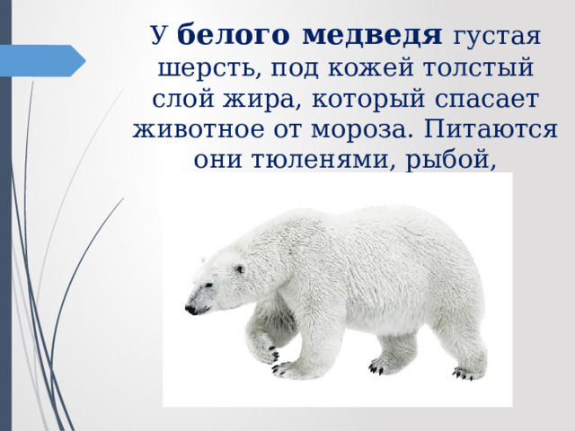 У белого  медведя густая шерсть, под кожей толстый слой жира, который спасает животное от мороза. Питаются они тюленями, рыбой, птицами. 