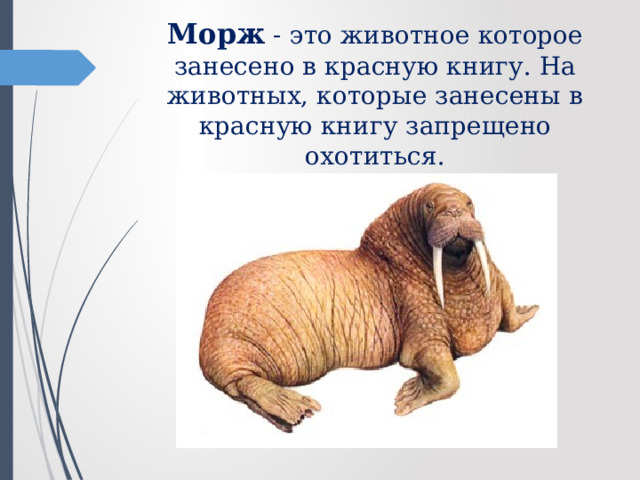Морж - это животное которое занесено в красную книгу. На животных, которые занесены в красную книгу запрещено охотиться. 