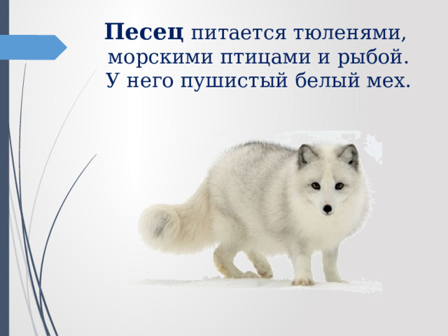 Песец  питается тюленями, морскими птицами и рыбой. У него пушистый белый мех. 