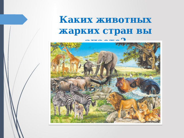Каких животных жарких стран вы знаете? 