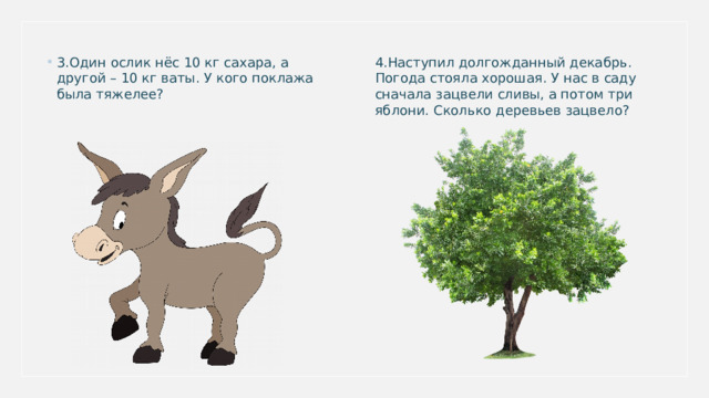 4.Наступил долгожданный декабрь. Погода стояла хорошая. У нас в саду сначала зацвели сливы, а потом три яблони. Сколько деревьев зацвело? 3.Один ослик нёс 10 кг сахара, а другой – 10 кг ваты. У кого поклажа была тяжелее? 