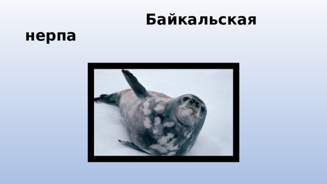  Байкальская нерпа 