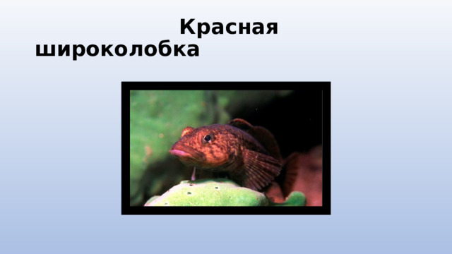  Красная широколобка 