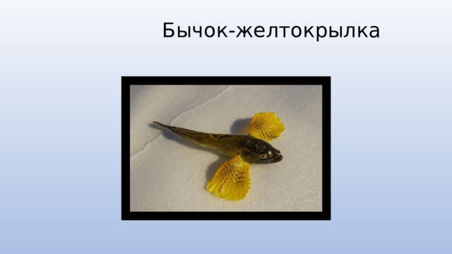  Бычок-желтокрылка   