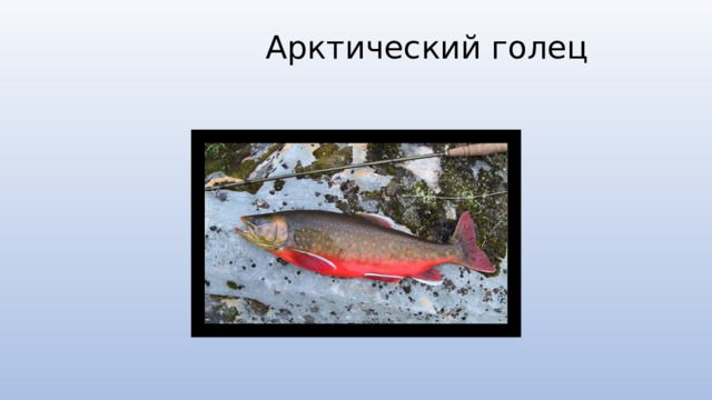  Арктический голец   