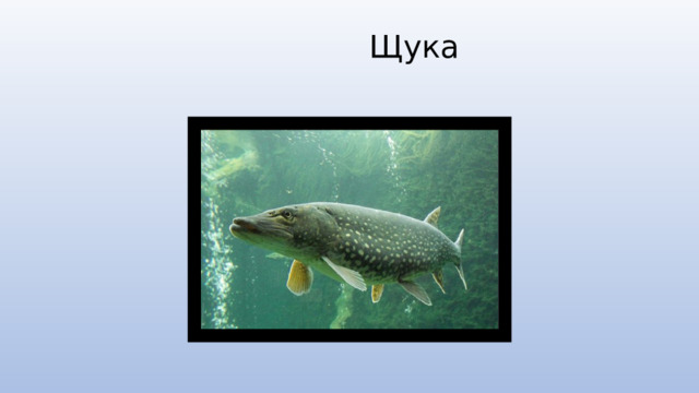  Щука   