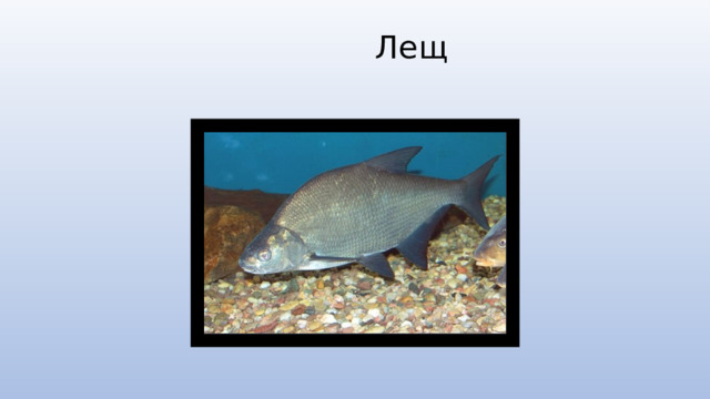  Лещ   