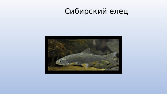  Сибирский елец   