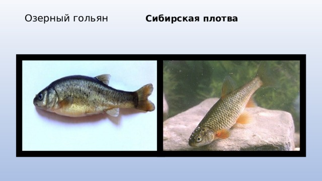 Озерный гольян Сибирская плотва    
