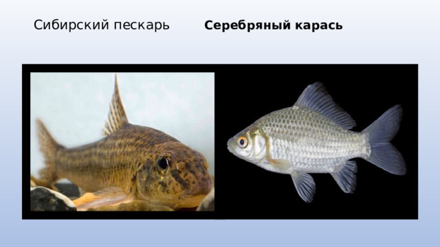 Сибирский пескарь Серебряный карась    