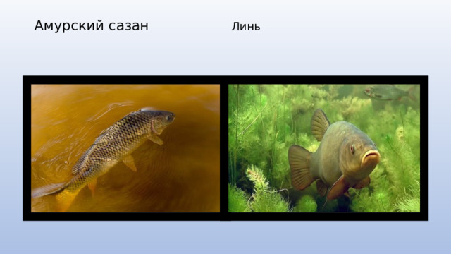 Амурский сазан Линь    
