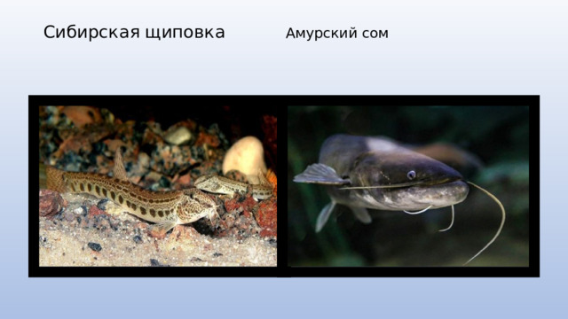 Сибирская щиповка Амурский сом    