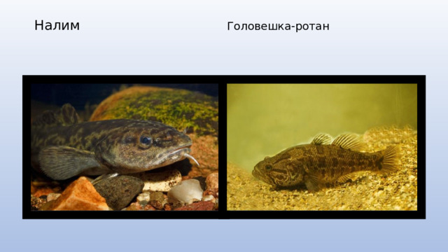 Налим Головешка-ротан    