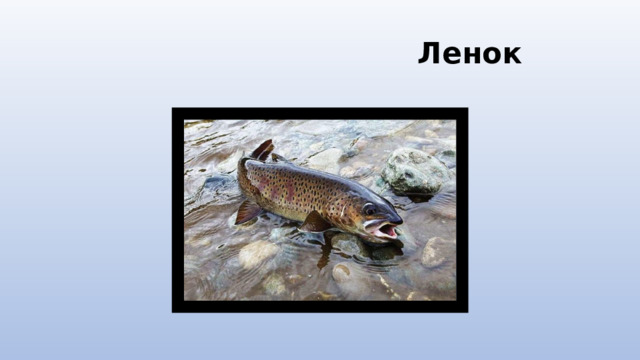 Ленок 