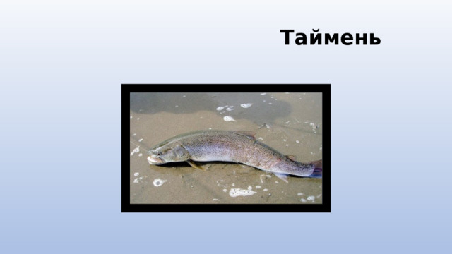  Таймень 