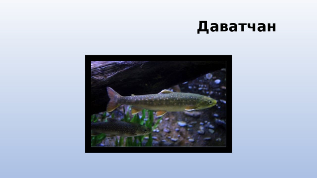  Даватчан 