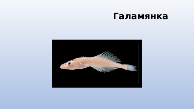  Галамянка 