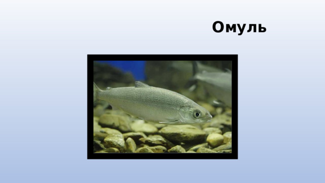  Омуль 