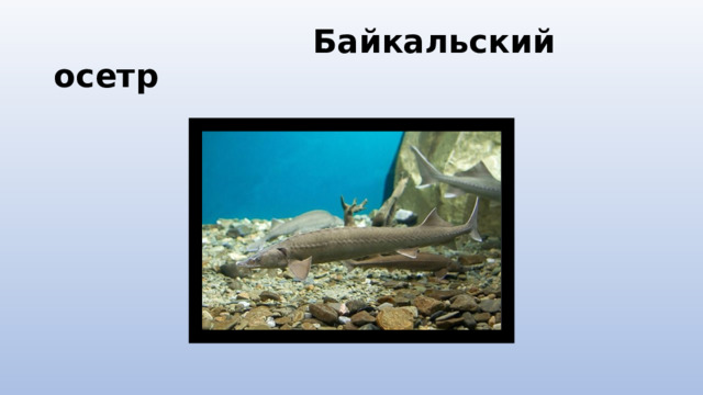  Байкальский осетр 