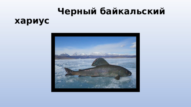  Черный байкальский хариус 