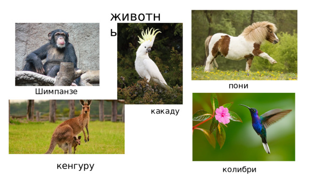 животные пони Шимпанзе какаду кенгуру колибри 