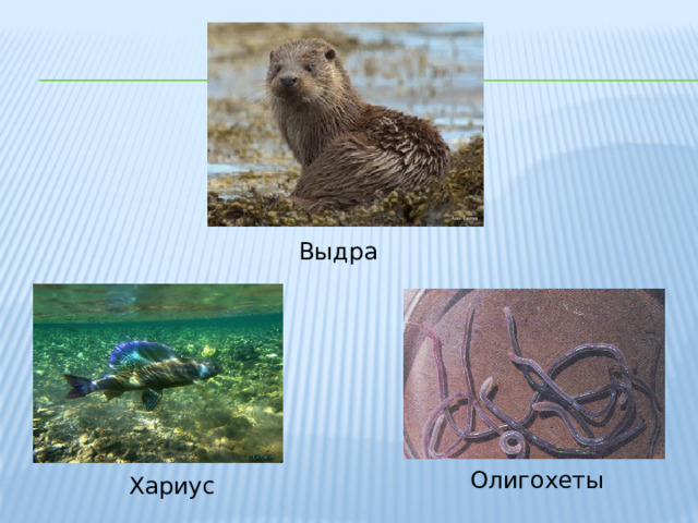 Выдра Олигохеты Хариус 