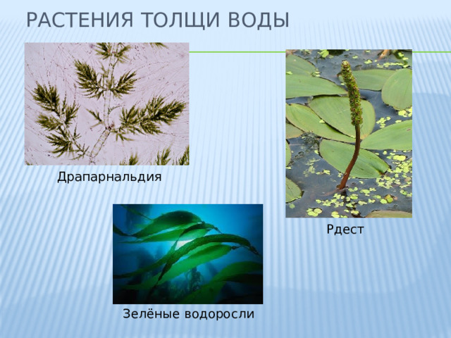 Растения толщи воды Драпарнальдия Рдест Зелёные водоросли 