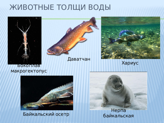 Животные толщи воды Даватчан Хариус Бокоплав макрогектопус Голомянка Нерпа байкальская Байкальский осетр  