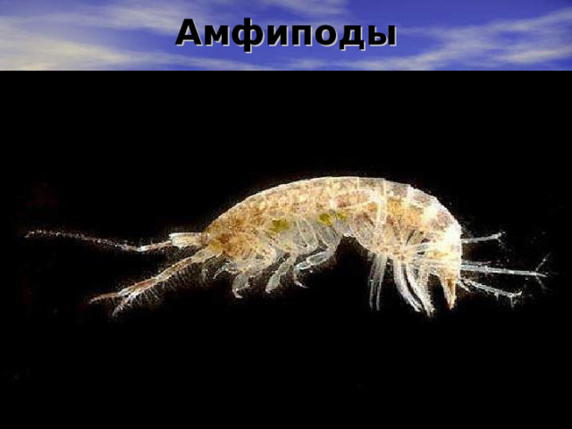 Амфиподы 
