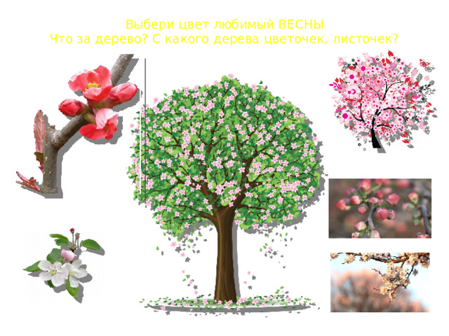 Выбери цвет любимый ВЕСНЫ  Что за дерево? С какого дерева цветочек, листочек? 