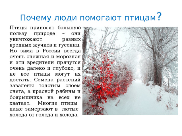 Почему люди помогают птицам ? Птицы приносят большую пользу природе – они уничтожают разных вредных жучков и гусениц. Но зима в России всегда очень снежная и морозная и эти вредители прячутся очень далеко и глубоко, и не все птицы могут их достать. Семена растений завалены толстым слоем снега, а красной рябины и боярышника на всех не хватает. Многие птицы даже замерзают в лютые холода от голода и холода. 