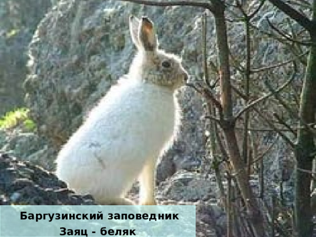  Баргузинский заповедник Заяц - беляк 