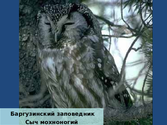  Баргузинский заповедник Сыч мохноногий 