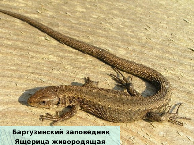  Баргузинский заповедник Ящерица живородящая 