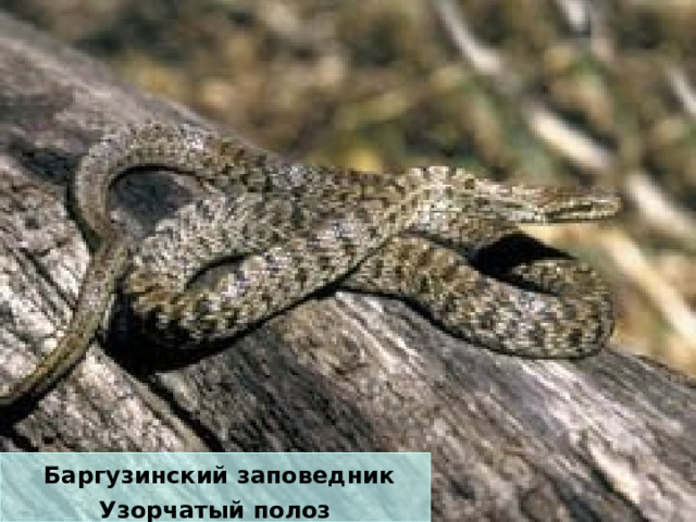  Баргузинский заповедник Узорчатый полоз 