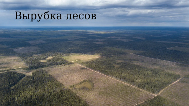 Вырубка лесов 