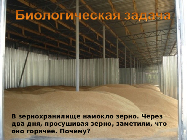 В зернохранилище намокло зерно. Через два дня, просушивая зерно, заметили, что оно горячее. Почему? 