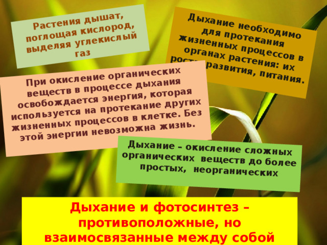 Растения дышат, поглощая кислород, выделяя углекислый газ Дыхание необходимо для протекания жизненных процессов в органах растения: их роста, развития, питания.  При окисление органических веществ в процессе дыхания освобождается энергия, которая используется на протекание других жизненных процессов в клетке. Без этой энергии невозможна жизнь.  Дыхание – окисление сложных органических веществ до более простых, неорганических  Дыхание и фотосинтез – противоположные, но взаимосвязанные между собой процессы 