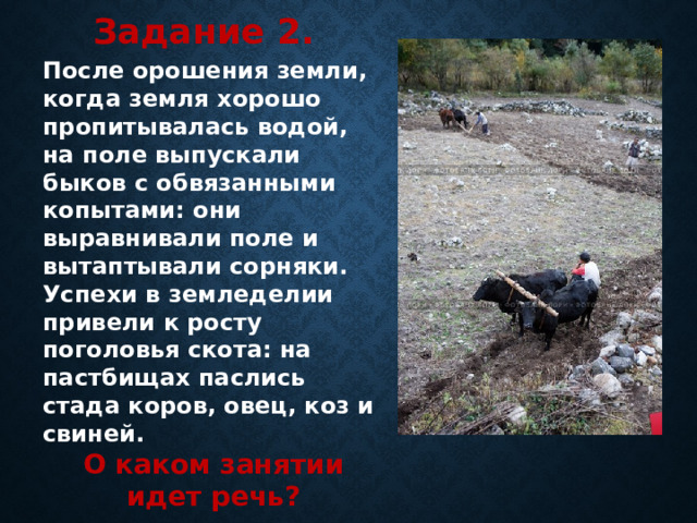 Задание 2. После орошения земли, когда земля хорошо пропитывалась водой, на поле выпускали быков с обвязанными копытами: они выравнивали поле и вытаптывали сорняки. Успехи в земледелии привели к росту поголовья скота: на пастбищах паслись стада коров, овец, коз и свиней. О каком занятии идет речь? 