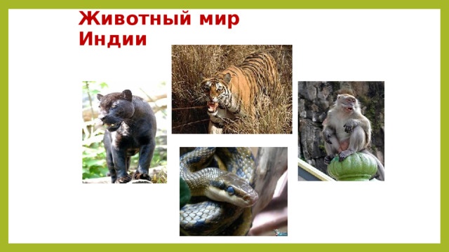 Животный мир Индии 