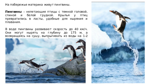 На побережье материка живут пингвины. Пингвины – нелетающие птицы с темной головой, спиной и белой грудкой. Крылья у птиц превратились в ласты, удобные для ныряния и плавания. В воде пингвины развивают скорость до 40 км/ч. Они могут нырять на глубину до 175 м, а возвращаясь на сушу, выпрыгивать из воды на 1-2 м, приземляясь на лед на обе лапы. 
