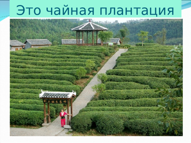 Это чайная плантация 
