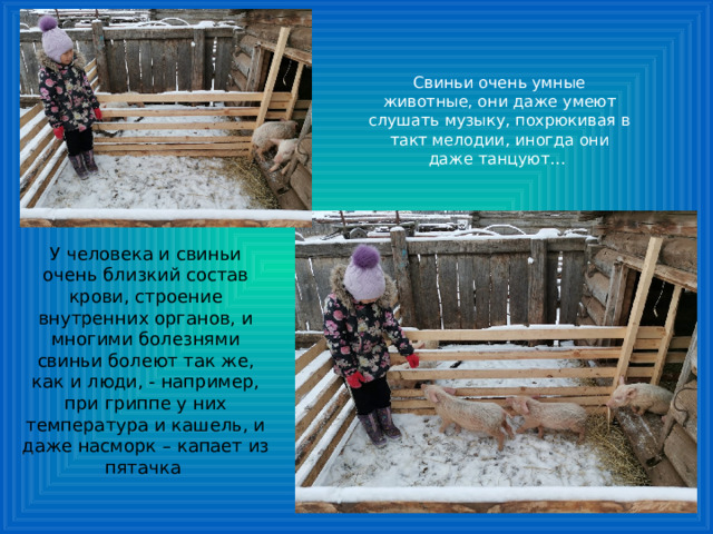 Свиньи очень умные животные, они даже умеют слушать музыку, похрюкивая в такт мелодии, иногда они даже танцуют… У человека и свиньи очень близкий состав крови, строение внутренних органов, и многими болезнями свиньи болеют так же, как и люди, - например, при гриппе у них температура и кашель, и даже насморк – капает из пятачка 