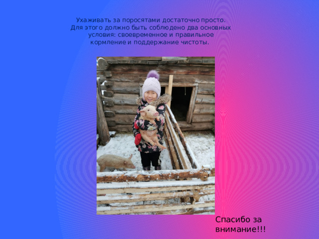Ухаживать за поросятами достаточно просто. Для этого должно быть соблюдено два основных условия: своевременное и правильное кормление и поддержание чистоты.   Спасибо за внимание!!! 