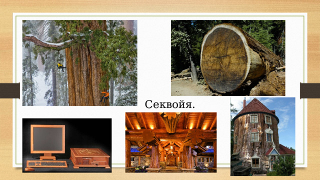 Секвойя. 