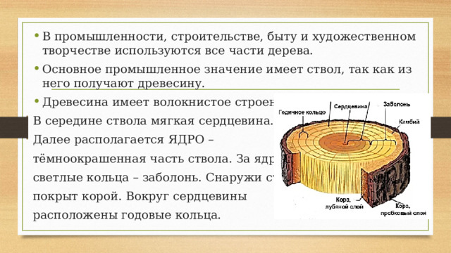 В промышленности, строительстве, быту и художественном творчестве используются все части дерева. Основное промышленное значение имеет ствол, так как из него получают древесину. Древесина имеет волокнистое строение. В середине ствола мягкая сердцевина. Далее располагается ЯДРО – тёмноокрашенная часть ствола. За ядром, светлые кольца – заболонь. Снаружи ствол покрыт корой. Вокруг сердцевины расположены годовые кольца. 